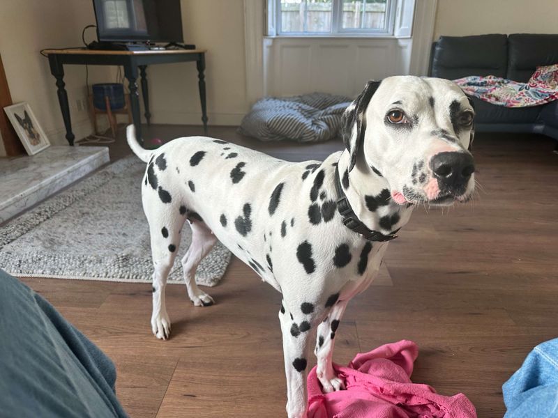 Cariad | Dalmatian | Bridgend (Wales) - 2