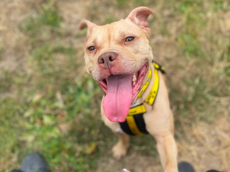 Coral | Terrier (Staffordshire Bull) | Shrewsbury (Shropshire) - 2