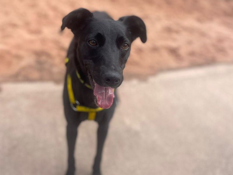 Dora | Collie (Border) Cross | Shrewsbury (Shropshire) - 2