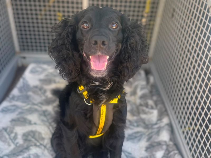 Cocker Spaniel Dogs And Puppies For Adoption