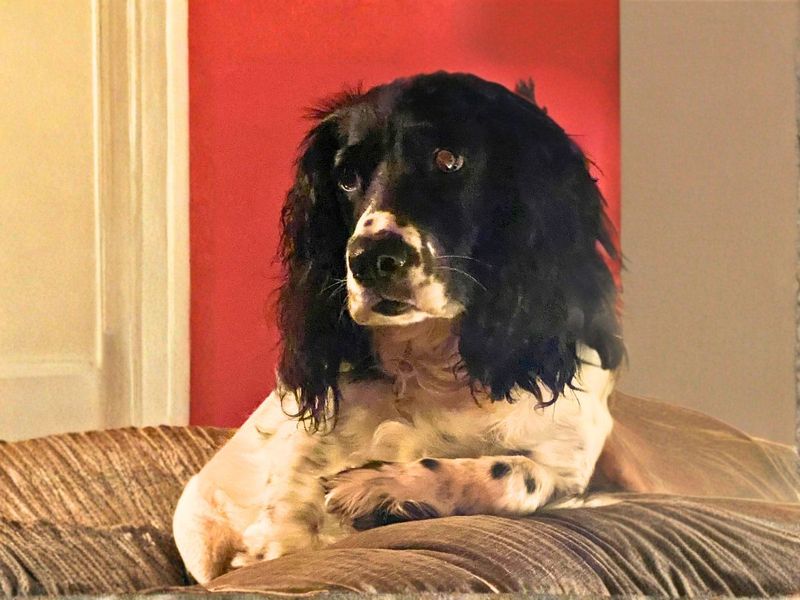 Scooby Doo | Spaniel (English Springer) Cross | Salisbury (Wiltshire) - 3