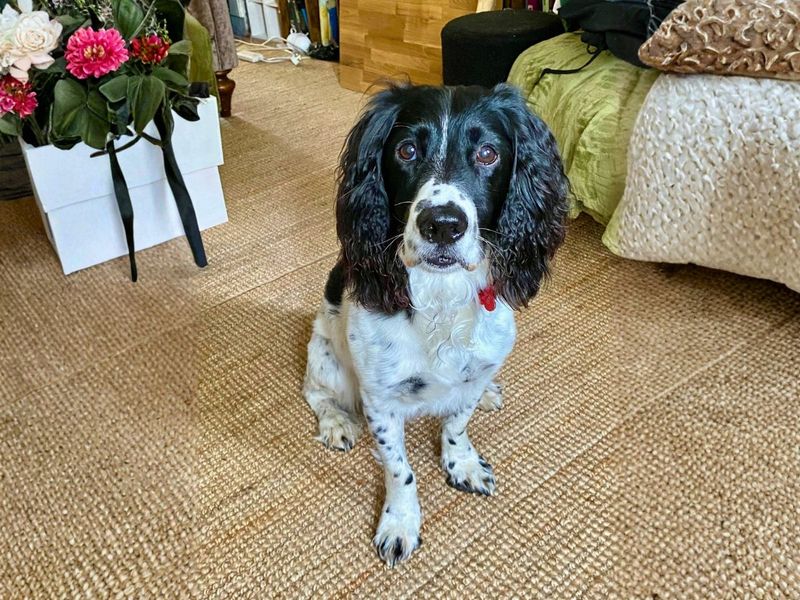 Scooby Doo | Spaniel (English Springer) Cross | Salisbury (Wiltshire) - 2