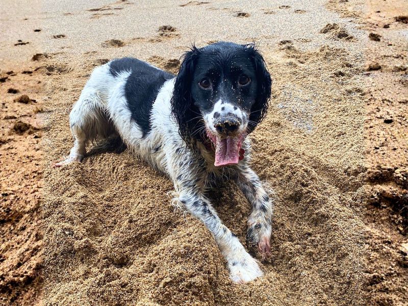 Scooby Doo | Spaniel (English Springer) Cross | Salisbury (Wiltshire) - 4