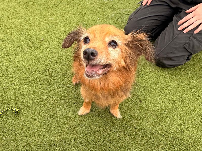 Izzy | Chihuahua (Long Coat) Cross | Basildon (Essex) - 3