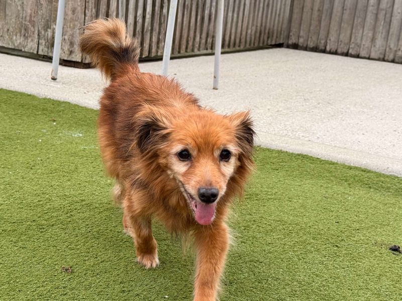 Izzy | Chihuahua (Long Coat) Cross | Basildon (Essex) - 1