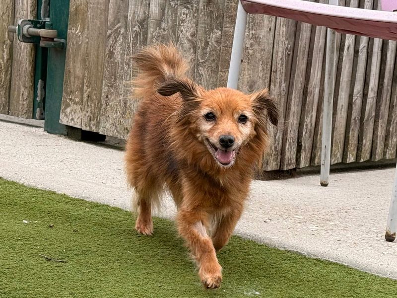 Izzy | Chihuahua (Long Coat) Cross | Basildon (Essex) - 2