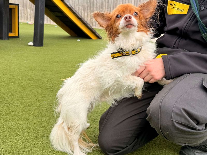 Lucky | Chihuahua (Long Coat) Cross | Basildon (Essex) - 3