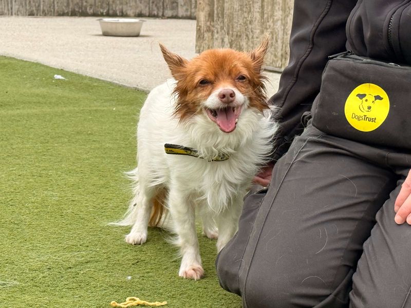 Lucky | Chihuahua (Long Coat) Cross | Basildon (Essex) - 2
