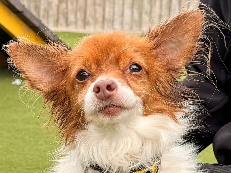 Jack Russell Terrier Dogs And Puppies For Adoption