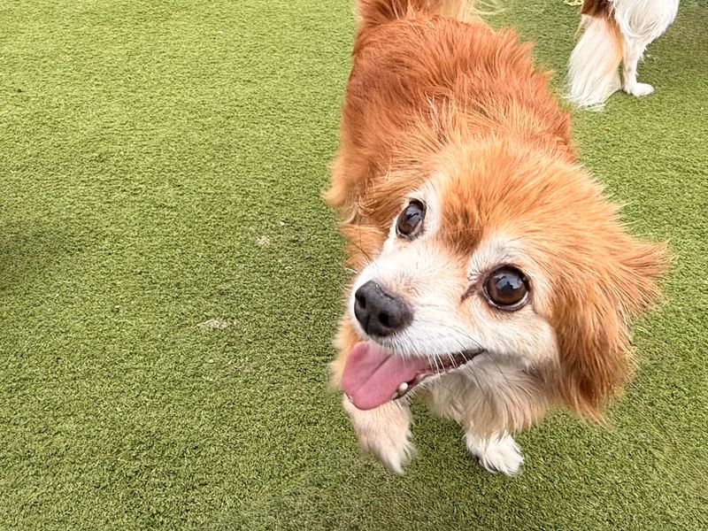 Ralph | Chihuahua (Long Coat) Cross | Basildon (Essex) - 1