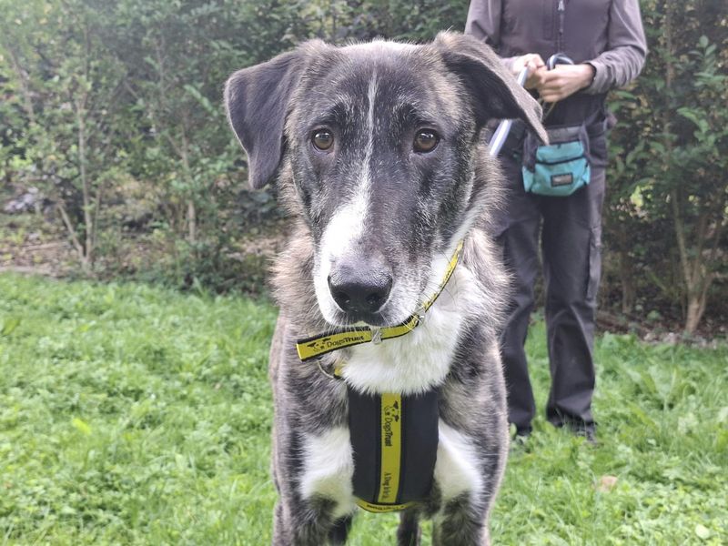Merlin | Belgian Shepherd Dog (Malinois) Cross | Ilfracombe - 4
