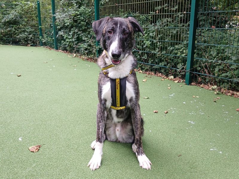 Merlin | Belgian Shepherd Dog (Malinois) Cross | Ilfracombe - 5