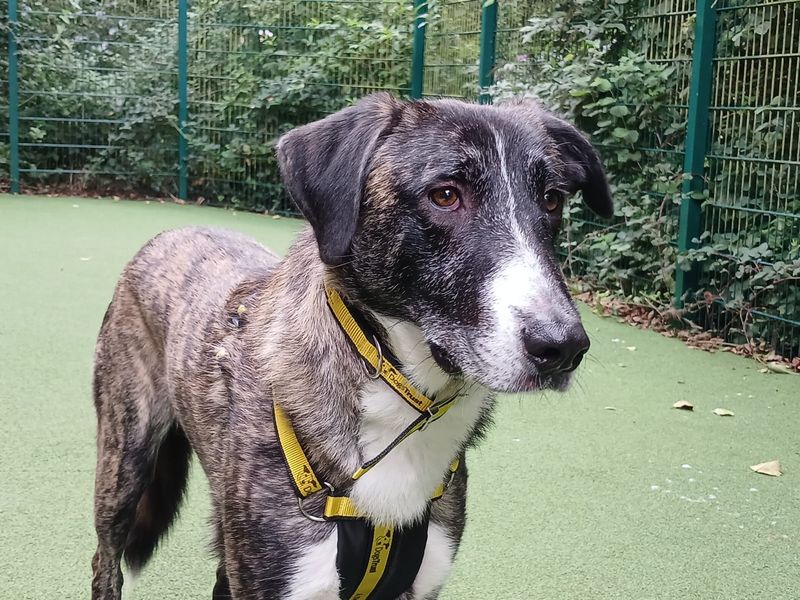 Merlin | Belgian Shepherd Dog (Malinois) Cross | Ilfracombe - 3