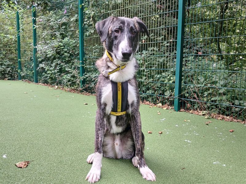 Merlin | Belgian Shepherd Dog (Malinois) Cross | Ilfracombe - 2