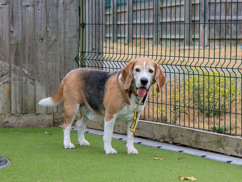 Benji | Beagle | Evesham (Worcestershire) - 2