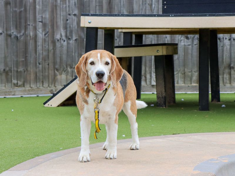 Benji | Beagle | Evesham (Worcestershire) - 4