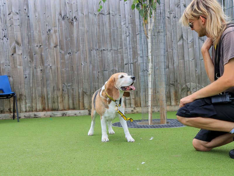Benji | Beagle | Evesham (Worcestershire) - 3