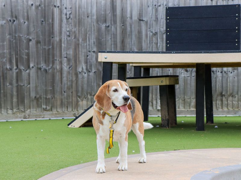 Benji - Image 6 of 7