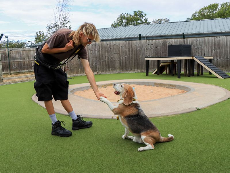 Benji | Beagle | Evesham (Worcestershire) - 5