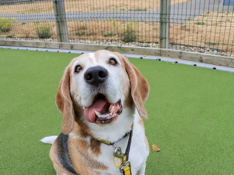 Benji | Beagle | Evesham (Worcestershire) - 7