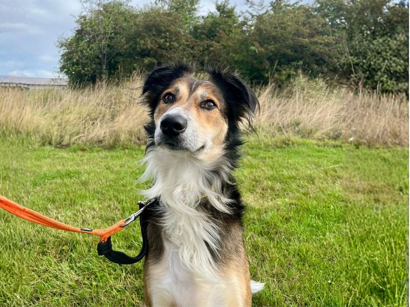 Archie | Collie (Border) Cross | Darlington - 1