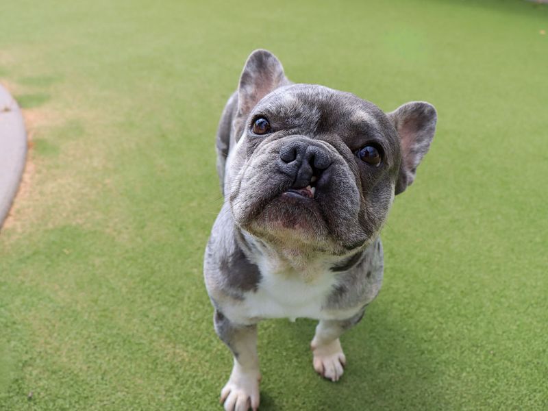 Lipton | French Bulldog | Evesham (Worcestershire) - 1