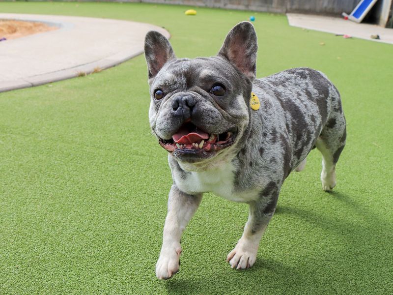 Lipton | French Bulldog | Evesham (Worcestershire) - 3