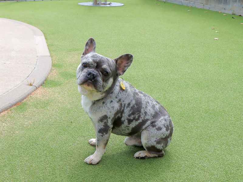 Lipton | French Bulldog | Evesham (Worcestershire) - 2