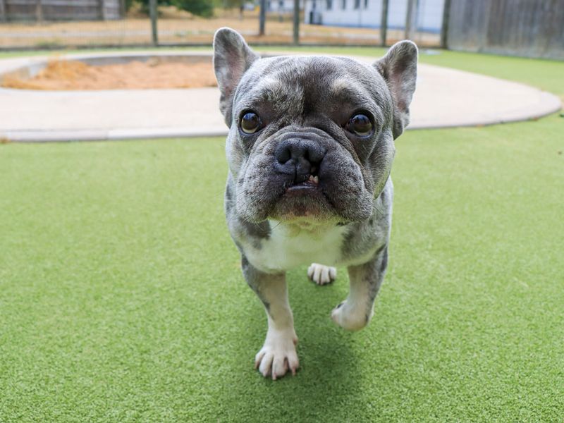 Lipton | French Bulldog | Evesham (Worcestershire) - 5