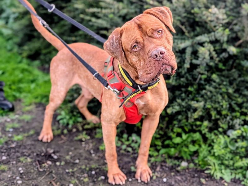 Henri | Dogue De Bordeaux Cross | Cardiff - 3
