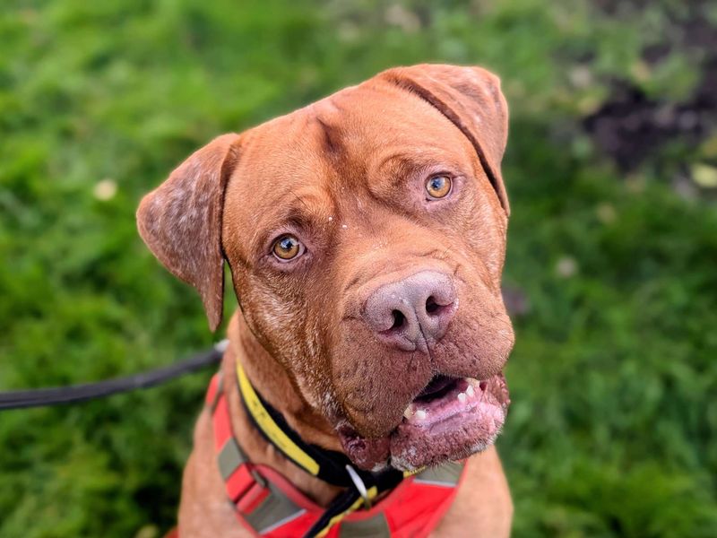 Henri | Dogue De Bordeaux Cross | Cardiff - 1