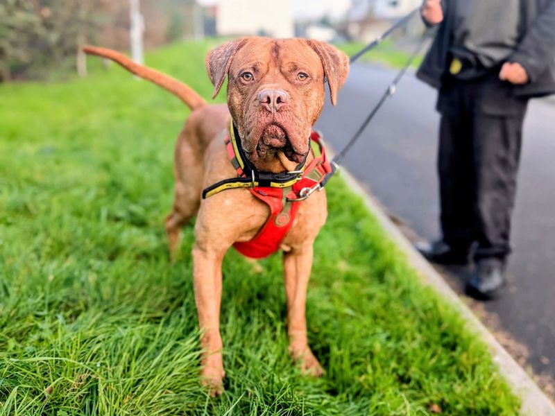 Henri | Dogue De Bordeaux Cross | Cardiff - 4