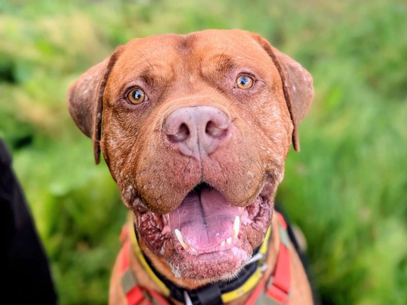 Henri | Dogue De Bordeaux Cross | Cardiff - 2