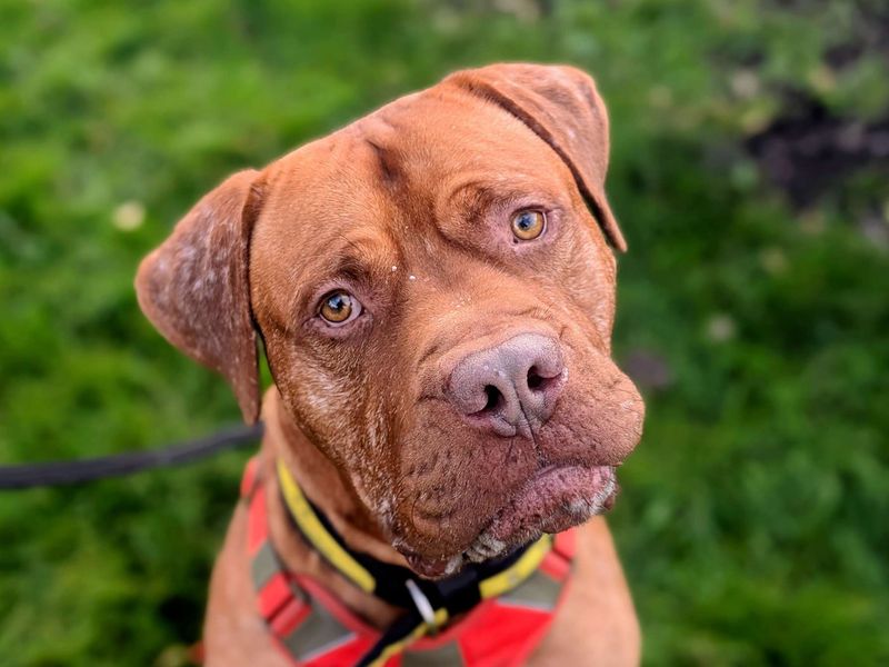 Henri | Dogue De Bordeaux Cross | Cardiff - 6