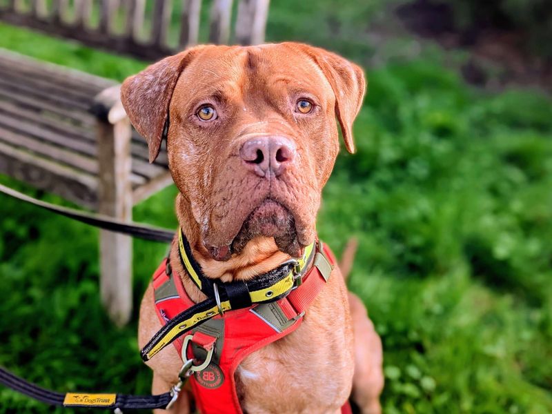 Henri | Dogue De Bordeaux Cross | Cardiff - 5