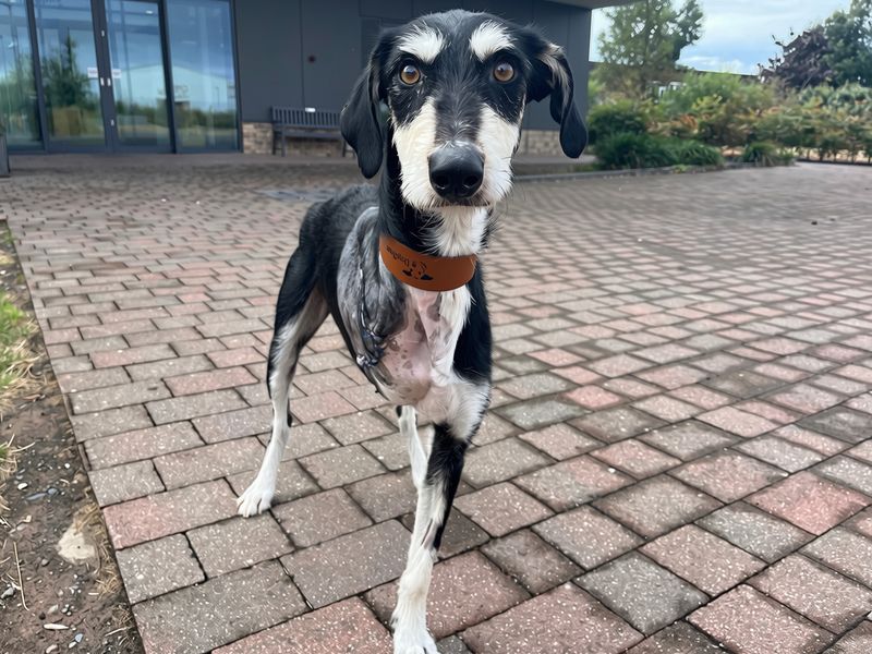 Starburst | Lurcher Cross | Cardiff - 1