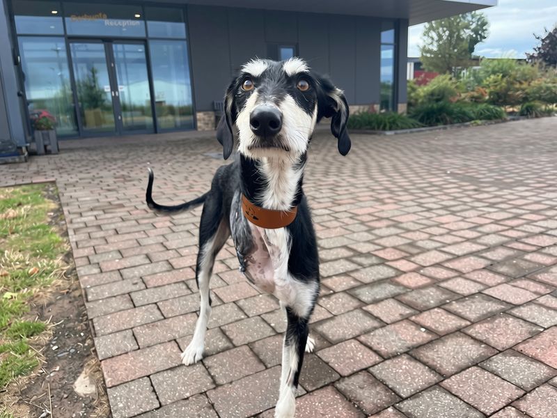Starburst | Lurcher Cross | Cardiff - 2