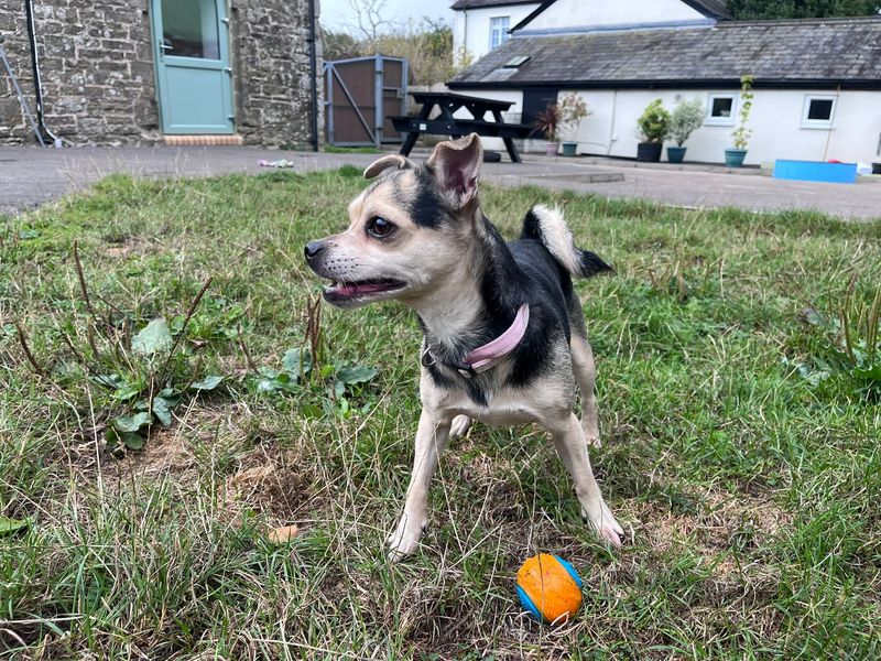 Ellie | Chihuahua (Smooth Coat) Cross | Bridgend (Wales) - 2