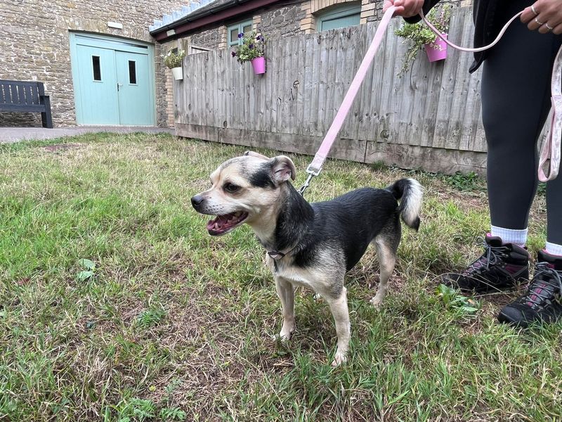 Ellie | Chihuahua (Smooth Coat) Cross | Bridgend (Wales) - 3