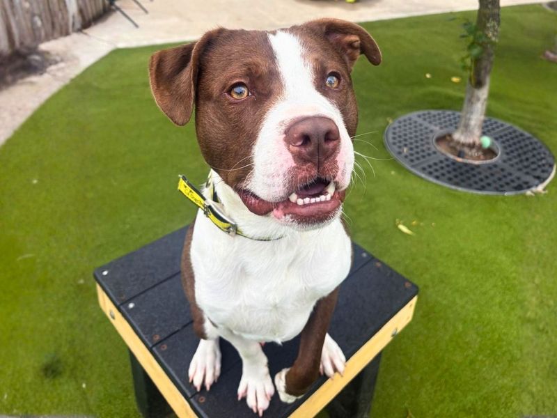 Broly | Terrier (Staffordshire Bull) | Manchester - 3