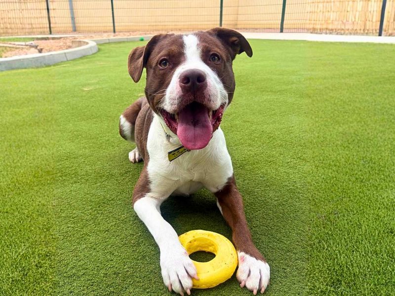 Broly | Terrier (Staffordshire Bull) | Manchester - 1