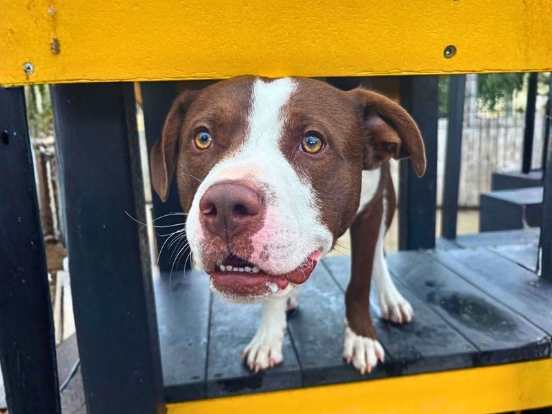 Broly | Terrier (Staffordshire Bull) | Manchester - 7