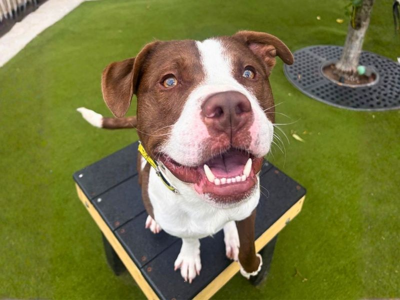 Broly | Terrier (Staffordshire Bull) | Manchester - 2