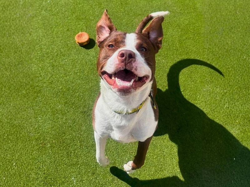 Broly | Terrier (Staffordshire Bull) | Manchester - 6