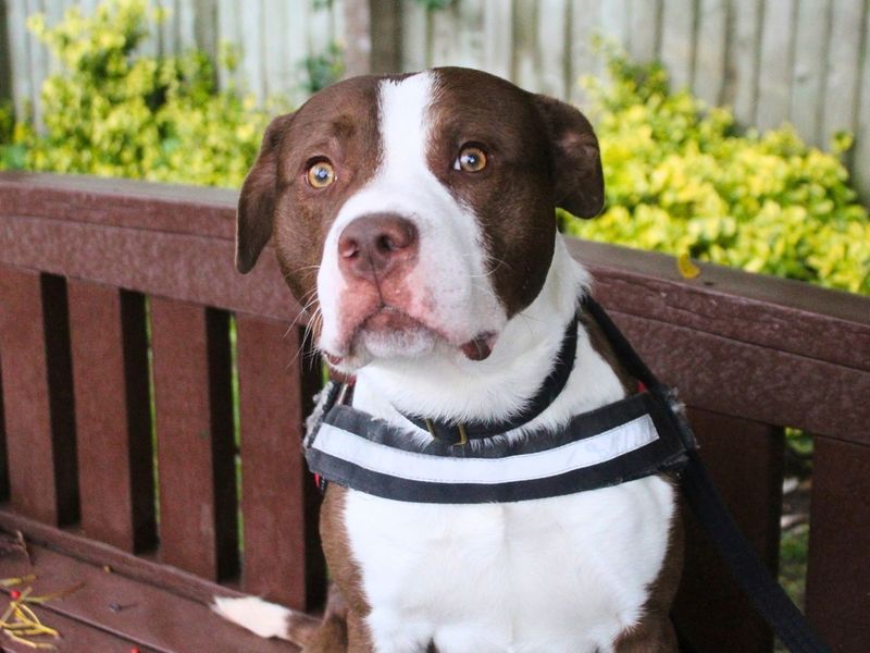 Broly | Terrier (Staffordshire Bull) | Manchester - 5