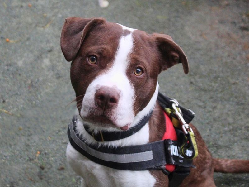 Broly | Terrier (Staffordshire Bull) | Manchester - 4