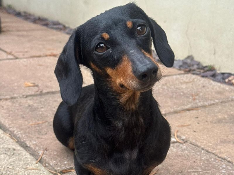 Petal | Dachshund (Smooth Haired) | Shrewsbury (Shropshire) - 2