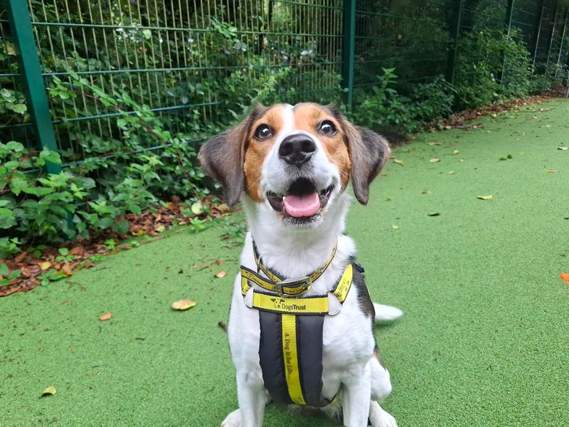 Luna | Beagle Cross | Ilfracombe - 1