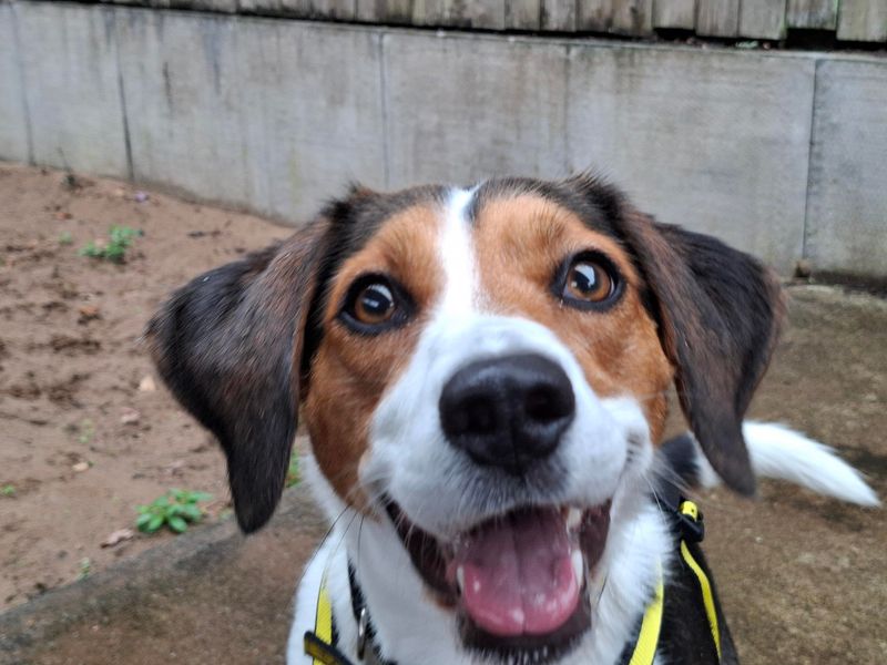 Beagle Dogs And Puppies For Adoption
