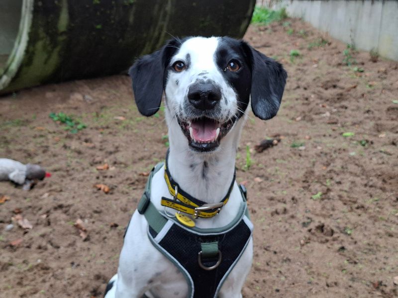 Dobby | Whippet Cross | Ilfracombe - 1